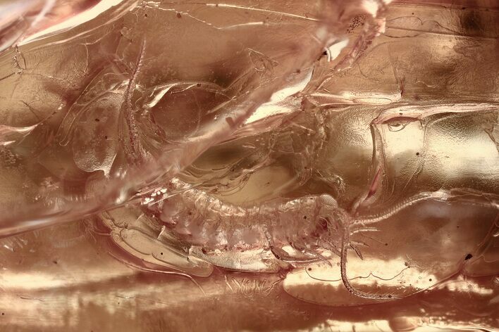 Detailed Fossil Bristletail (Machilidae) In Baltic Amber #367313